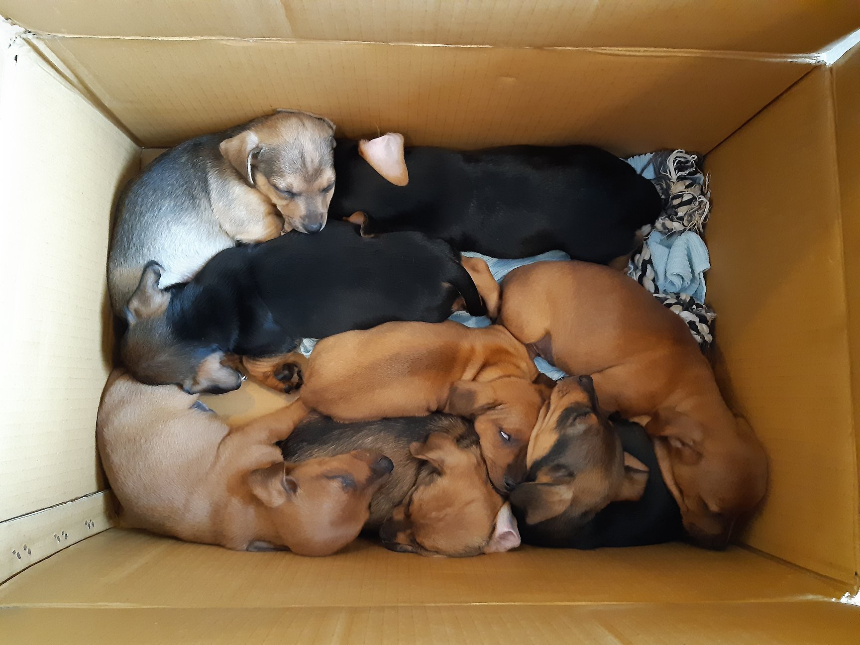 honden im een doos